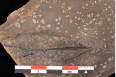 Foto (Detailansicht) von Quercus palaeoilex Ettingshausen (NHMW-GEO-2024-0188-0747)